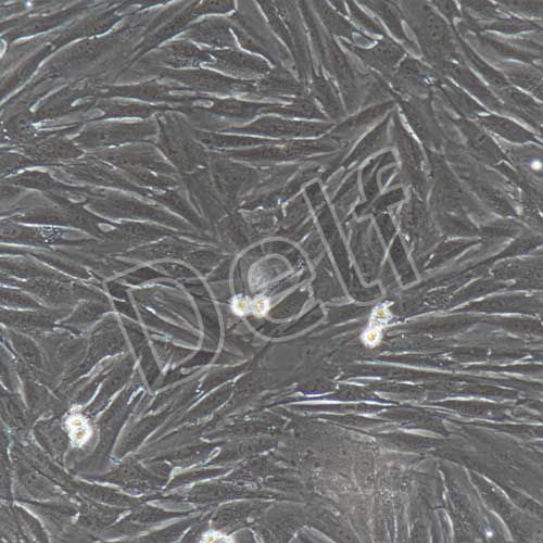 兔原代成骨細(xì)胞