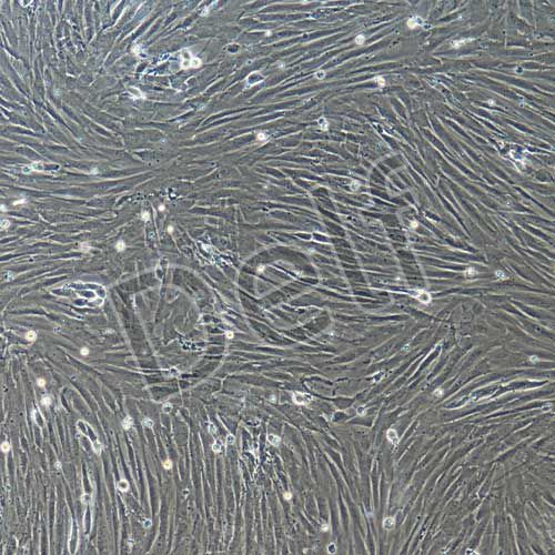 兔原代肺成纖維細(xì)胞