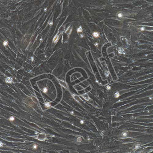 兔原代肺成纖維細(xì)胞