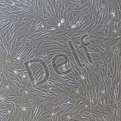 兔原代結(jié)膜成纖維細胞