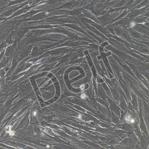 兔原代結(jié)膜成纖維細胞