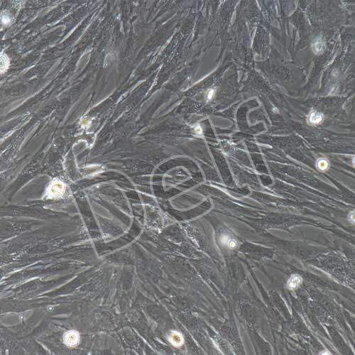 兔原代結(jié)膜成纖維細胞