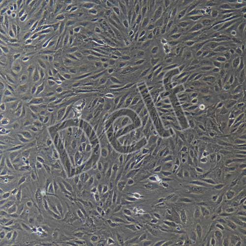 兔原代晶狀體上皮細胞