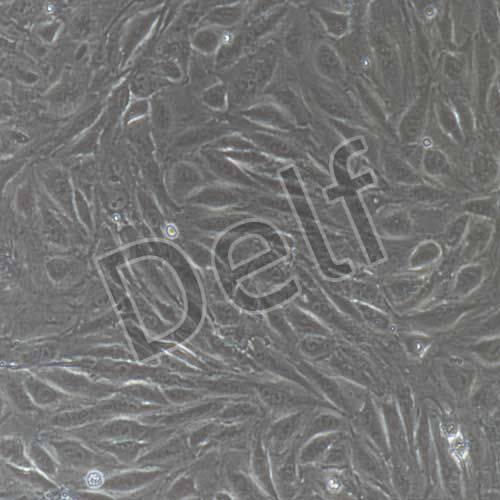 兔原代晶狀體上皮細胞