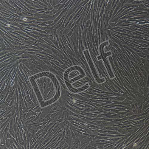 兔原代皮膚成纖維細(xì)胞