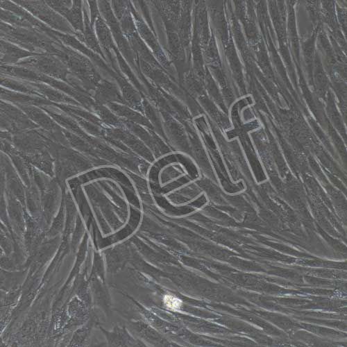 兔原代皮膚成纖維細(xì)胞