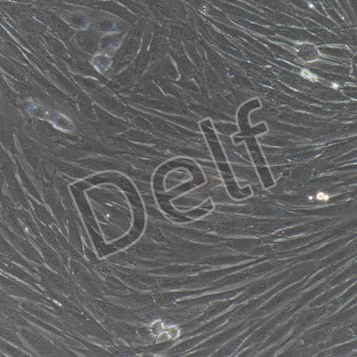 兔原代皮膚成纖維細(xì)胞