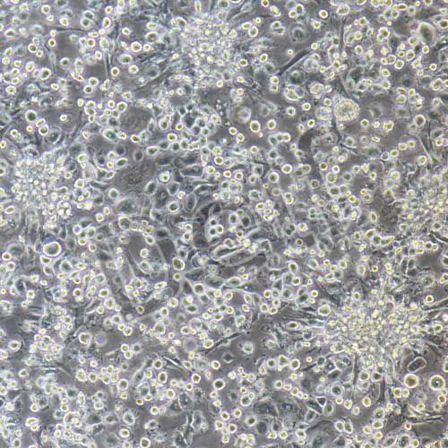 兔原代破骨細(xì)胞