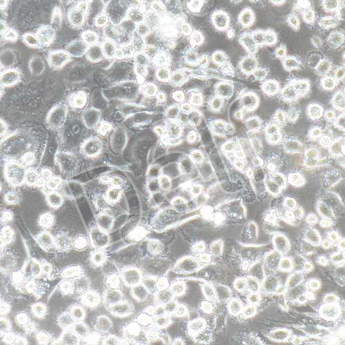 兔原代破骨細(xì)胞