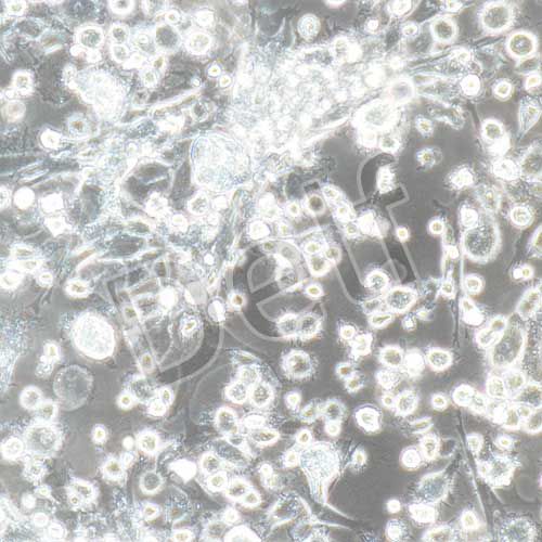 兔原代破骨細(xì)胞