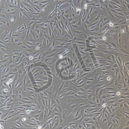 兔原代臍靜脈內(nèi)皮細胞