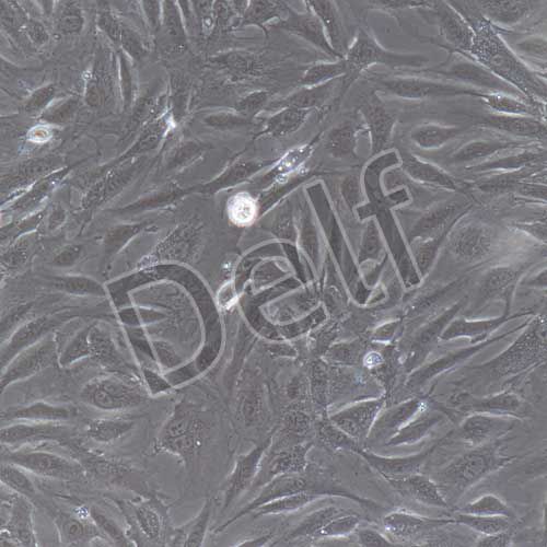 兔原代臍靜脈內(nèi)皮細胞