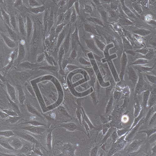 兔原代臍靜脈內(nèi)皮細胞