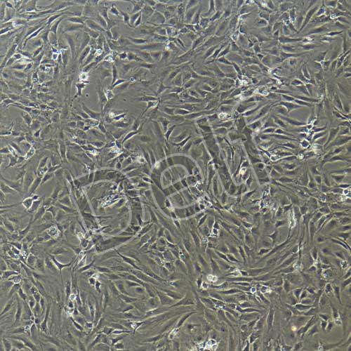 兔原代軟骨細(xì)胞