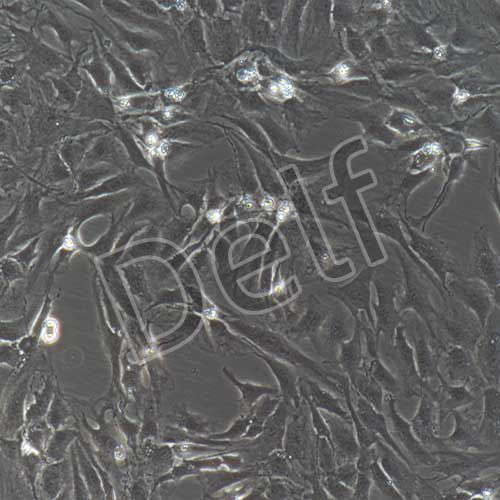 兔原代軟骨細(xì)胞