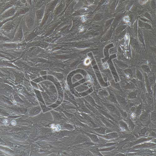 兔原代腎小管上皮細(xì)胞