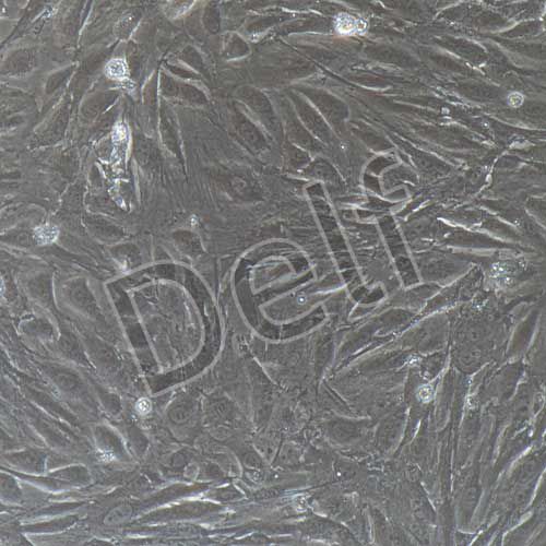 兔原代腎小管上皮細(xì)胞