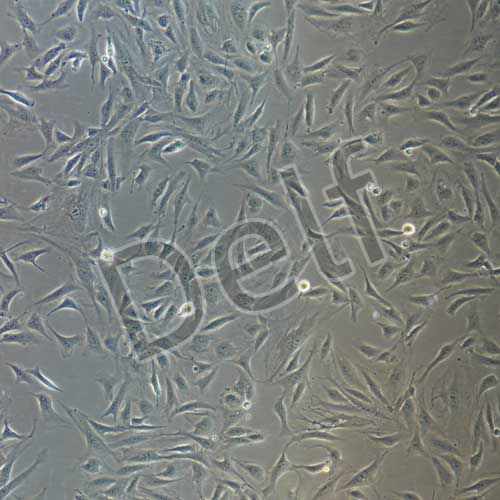 兔原代視網(wǎng)膜色素上皮細(xì)胞