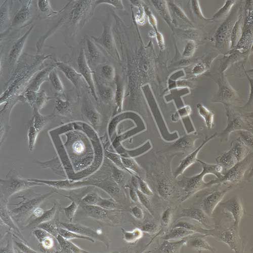 兔原代視網(wǎng)膜色素上皮細(xì)胞