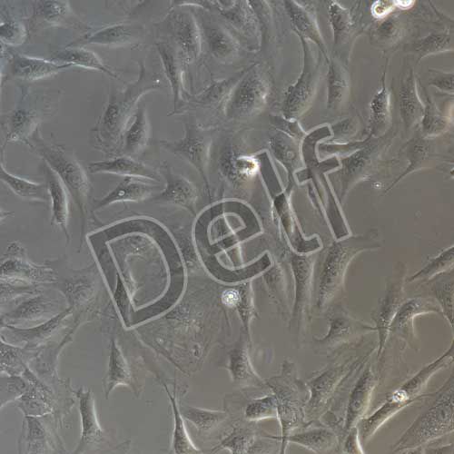 兔原代視網(wǎng)膜色素上皮細(xì)胞