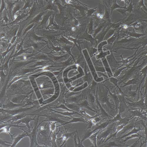 兔原代髓核細胞