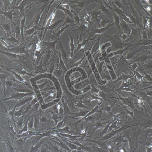 兔原代髓核細胞