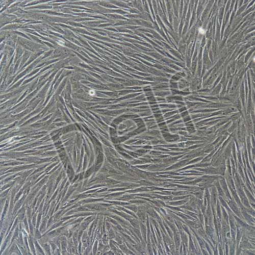 兔原代牙髓干細(xì)胞