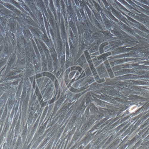 兔原代牙髓干細(xì)胞