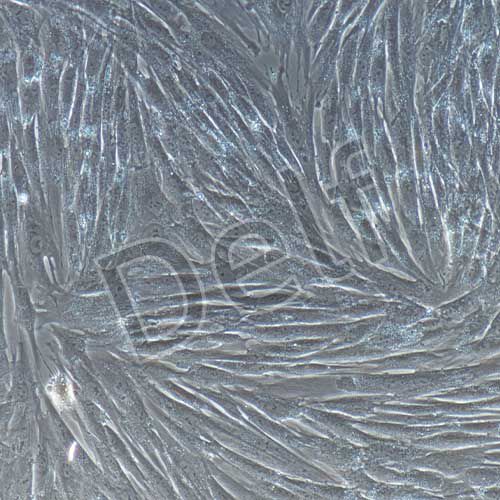 兔原代牙髓干細(xì)胞