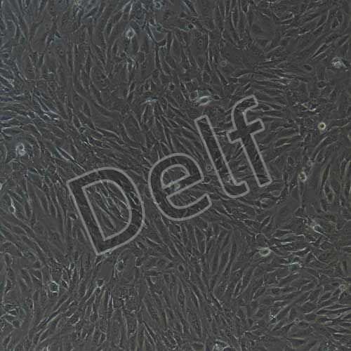 兔原代支氣管上皮細(xì)胞