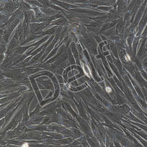 兔原代主動(dòng)脈平滑肌細(xì)胞