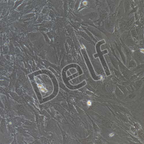 小鼠原代乳腺成纖維細(xì)胞