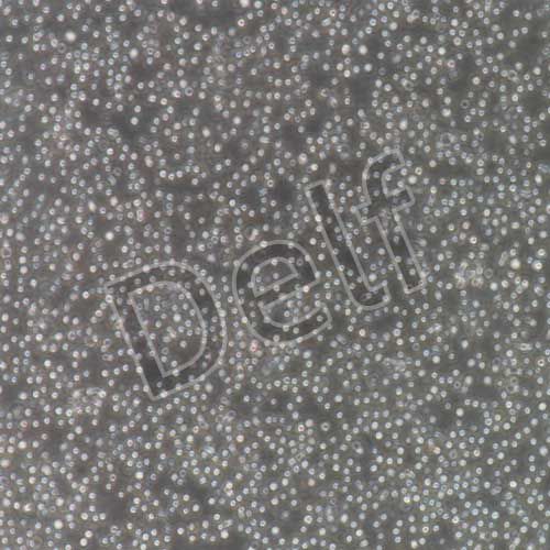 小鼠原代B淋巴細(xì)胞