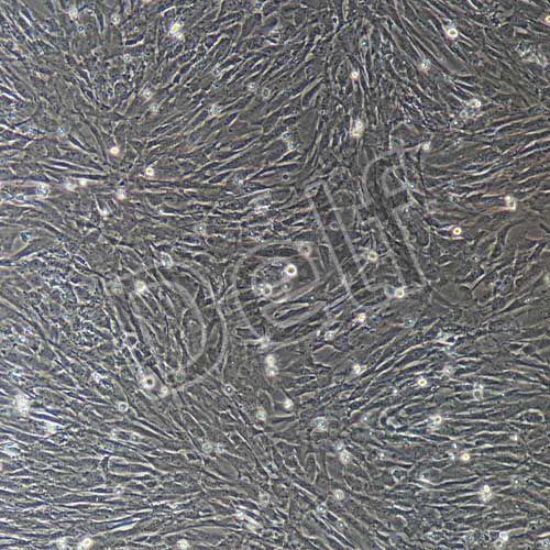 小鼠原代膀胱基質(zhì)成纖維細(xì)胞