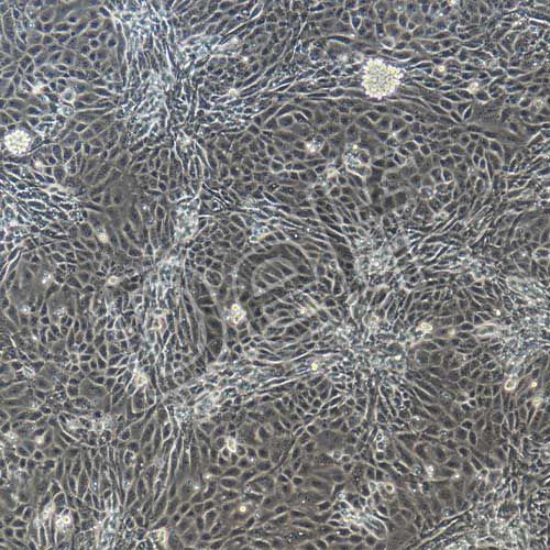 小鼠原代膀胱上皮細(xì)胞