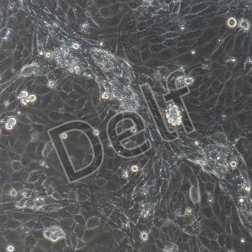 小鼠原代膀胱上皮細(xì)胞