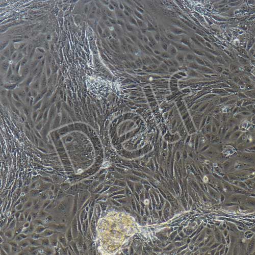 小鼠原代腸道干細胞