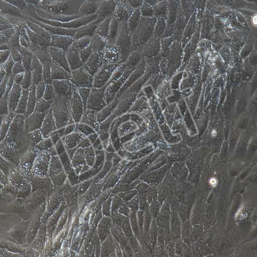 小鼠原代腸道干細胞