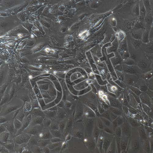 小鼠原代腸道干細胞