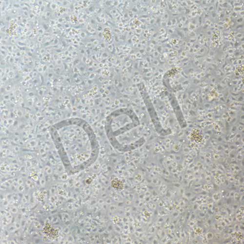 小鼠原代腸巨噬細(xì)胞