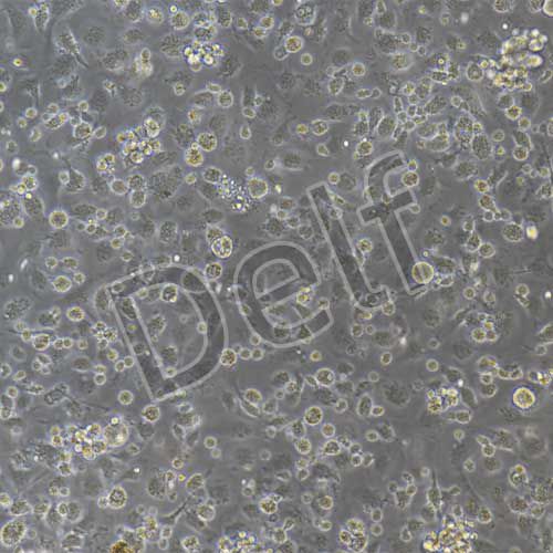 小鼠原代腸巨噬細(xì)胞