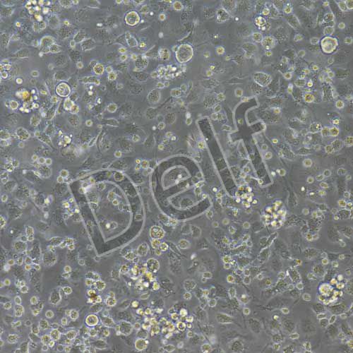 小鼠原代腸巨噬細(xì)胞