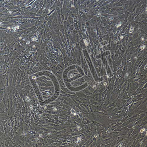 小鼠原代肺成纖維細胞