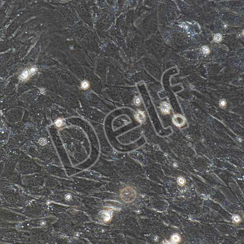 小鼠原代肺成纖維細胞