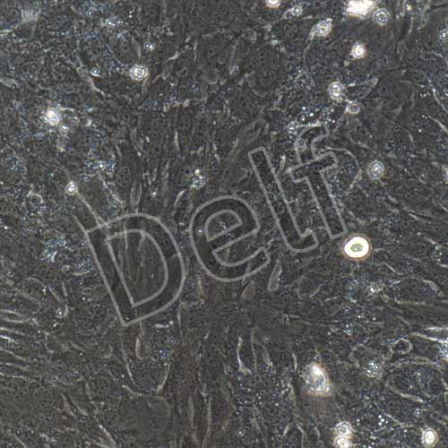 小鼠原代肺成纖維細胞