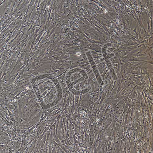 小鼠原代肺動脈平滑肌細胞