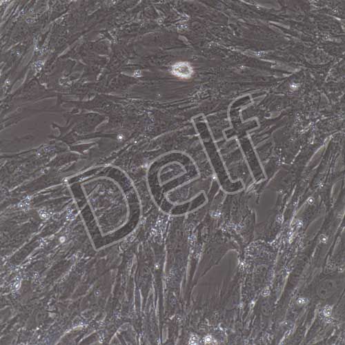 小鼠原代肺動脈平滑肌細胞