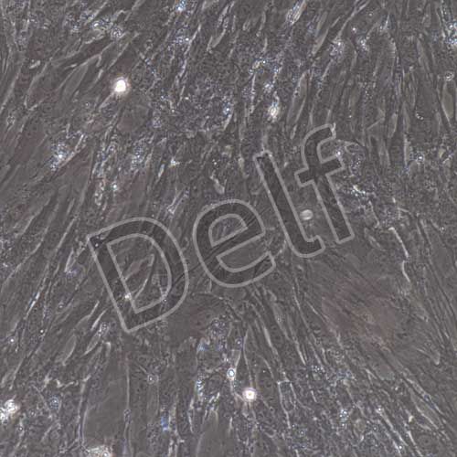 小鼠原代肺動脈平滑肌細胞