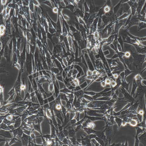 小鼠肺動脈平滑肌細(xì)胞永生化