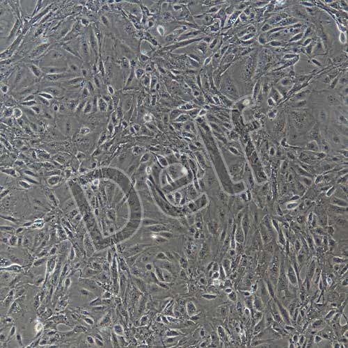 小鼠原代腹膜間皮細胞